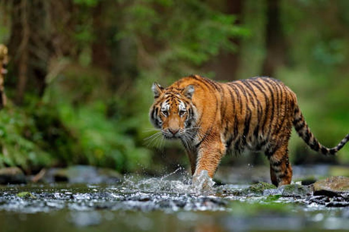 Harimau: Si Rajanya Hutan yang Menakutkan dan Memesona