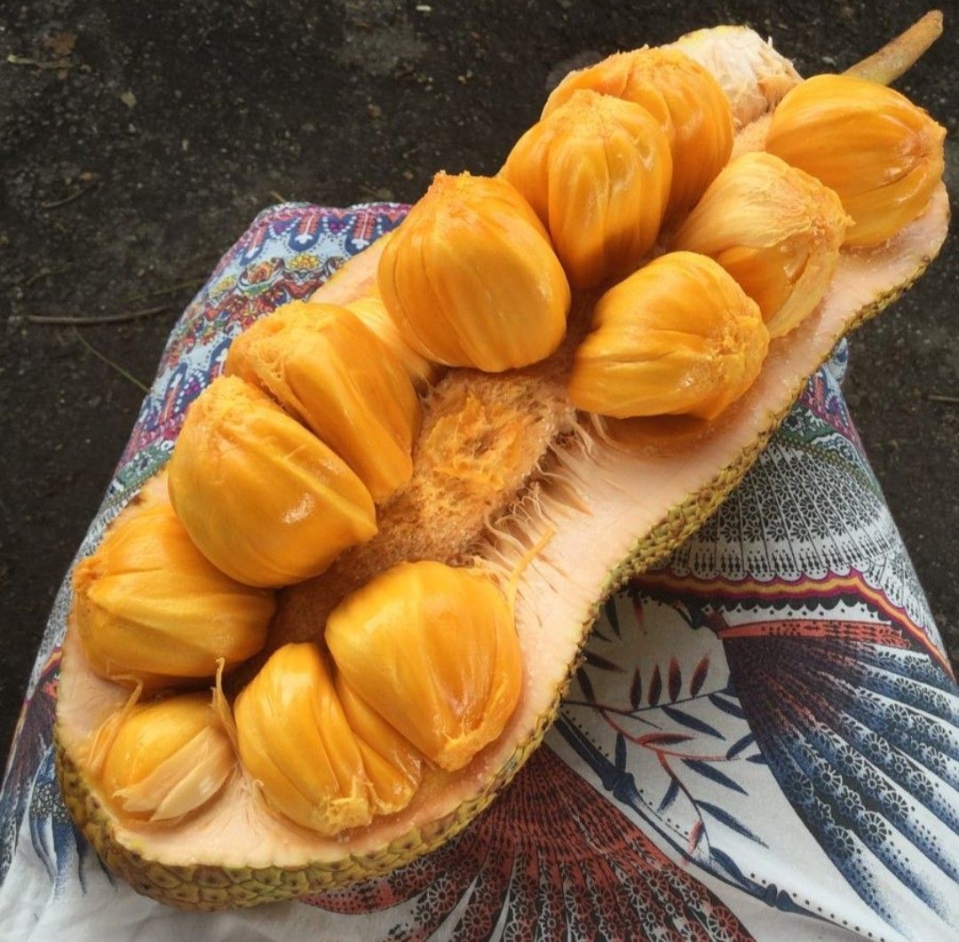 Khasiat Buah Cempedak untuk Menjaga Imunitas Tubuh